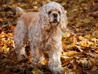 American Cocker Spaniel thumbnail
